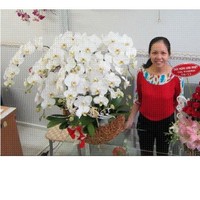 Thi Bao Tran Ngo