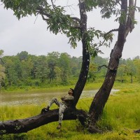 Thanikodi Cm Thaniki