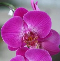 任同杰