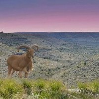Jarrett Juno Ranch