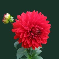 Pushpa Latha