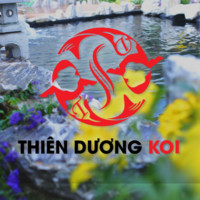 Thiên Dương Koi Thiết kế thi công hồ cá
