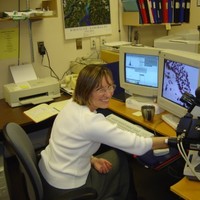 Jagoda Korbelik