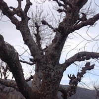 abdelahafid benmouffok