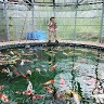 Astrokoi Farm