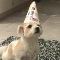 🅳🅰🅽 🅵🅾🆂🆃🅴🆁