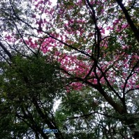 Camelia Roy