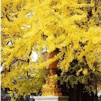 吴学清