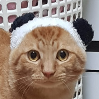 Mihwa Cho