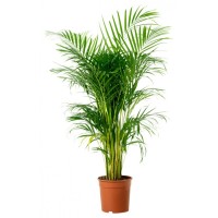 My Horticulturist