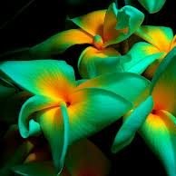 Susan Chandler