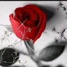 Buran Uddin
