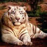 Hari Pranesh