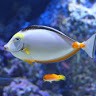 Tamil Aquatips