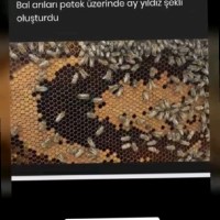 Mustafa CAN