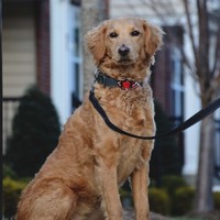 Maya The Tech Dog