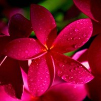 Joanne Flowers