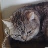 Katze Rosie
