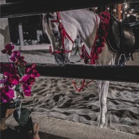 نوف القحطاني undefined