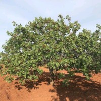 Brn Dried Fruit Cevik