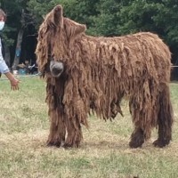 A Brown