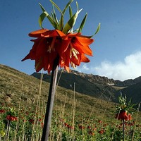 Mahnoosh Alizadeh