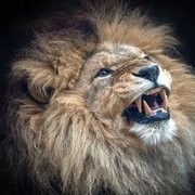 спартак cпартак