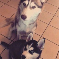 vladimir cruz ariosa