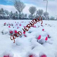 Rana Nadeem