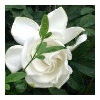 郝丽芳
