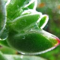 Nava Arlicia