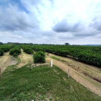 Jose Osiel Sanchez -Aguirre