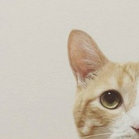 史忠梅