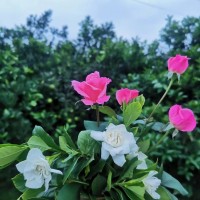 周春辉