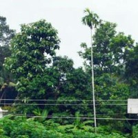 Radha Gopi