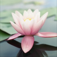 陆宗成