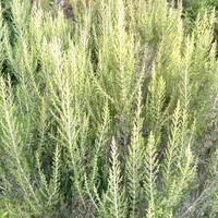 Derrij Herbes