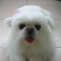 dana lu