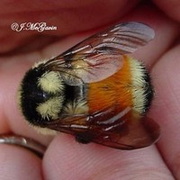 Redsy Bee