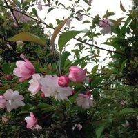 张理春