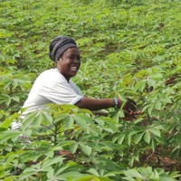 Cassava Weed Management Project