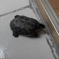 王煜乾