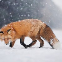 Alex Fox