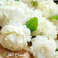 fadi amar
