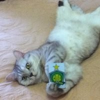 leo fei