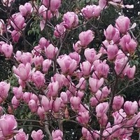 岳薇薇