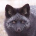 Black Fox Brewing Co