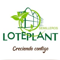 Semilleros Loteplant
