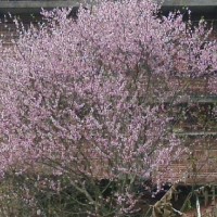 陈修明