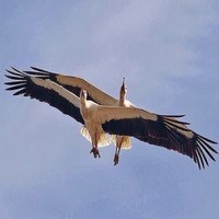 Анатолий Васильевич